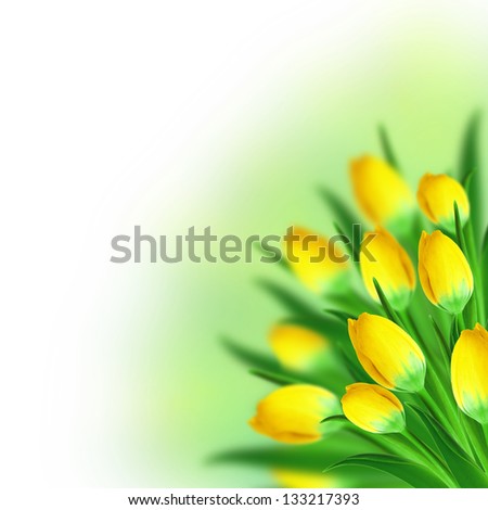 Tulips bouquet on the white background
