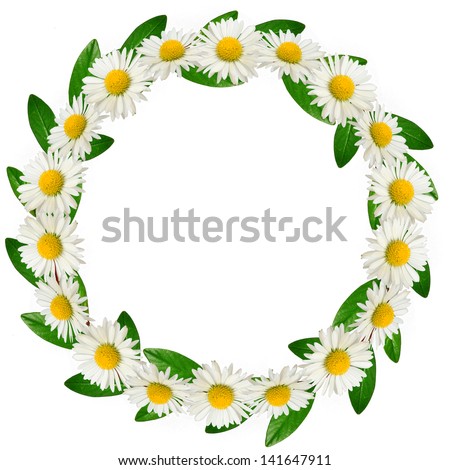 Circle frame of daisies and green leaves on the white background