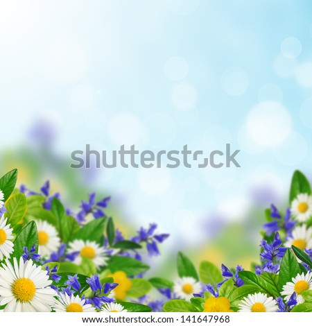 Field of different flowers and leaves on the sky background