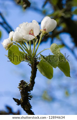 Pear blossoms with dew