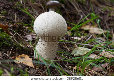 Common puffball, gem-studded puffball or devil's snuff-box (Lycoperdon perlatum)