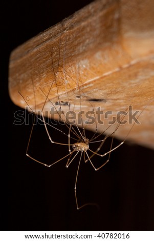 Pholcus Spider