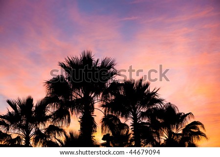 Palm tree silhouette against sunset colored sky