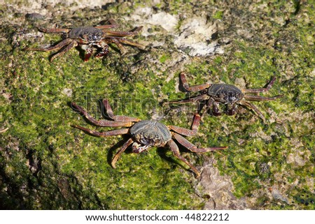 crabs eating