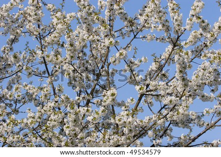 Cherry plum or Myrobalan (Prunus cerasifera) blooming in the spring