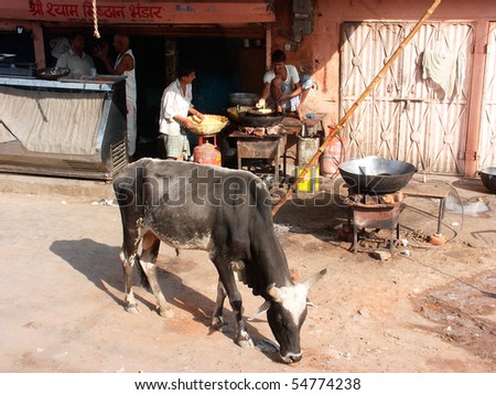JAIPUR, INDIA - 26 OCTOBER: Holy cow is  looking for food near the busy snack-bar in the street on October 26, 2002 in Jaipur, India.
