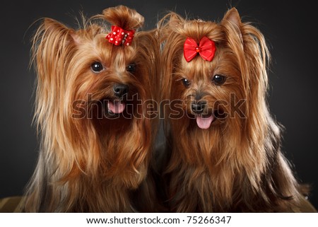 Two Yorkshire Terriers, tan color, with red hair bows