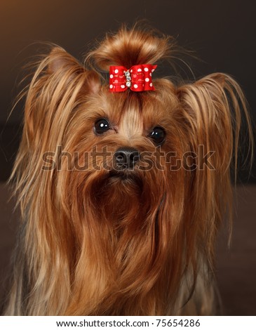 Yorkshire Terrier, tan color, with red hair bow