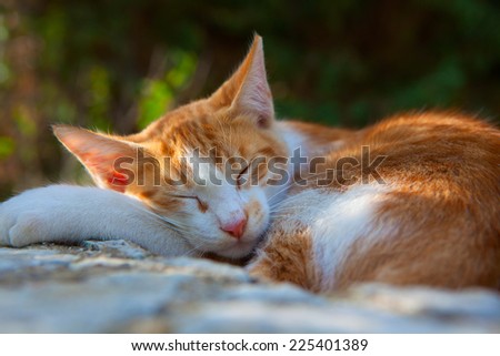 Orange cat sleeps in the sun shade in Sicily