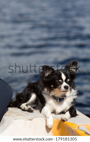 Small dog waiting for the boat trip