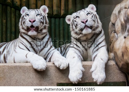 Two relaxing white tigers