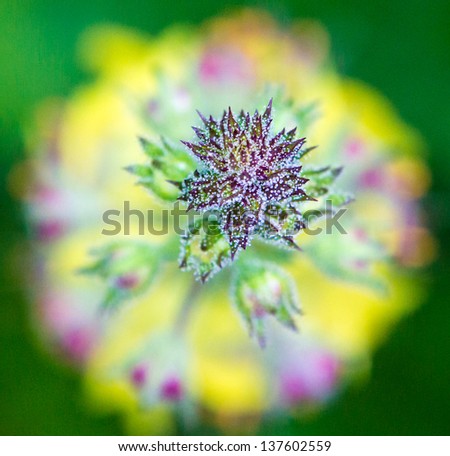 Macro of yellow flower/Looking Down Flower Stalk/Nice view from above