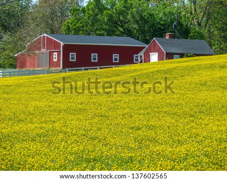 Red Barns in Yellow Field/Barns In Yellow Field/Springtime buttercups