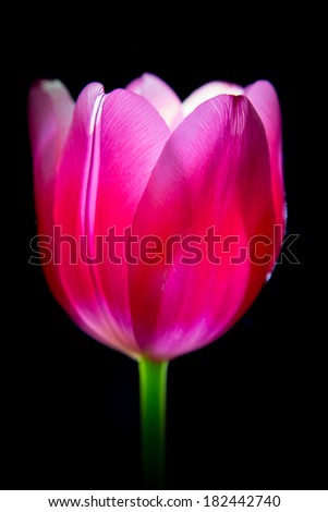 Backlit Pink Tulip/Pink Tulip/Pink Tulip Glow