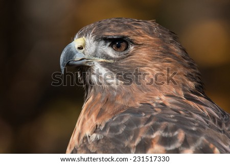 Red Tailed Hawk Portrait/Red Tailed Hawk Profile/ Red Tailed Hawk looking left