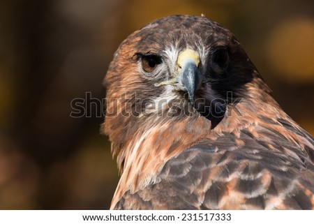 Red Tailed Hawk Portrait/Red Tailed Hawk looking over left shoulder/Red Tailed Hawk Stare