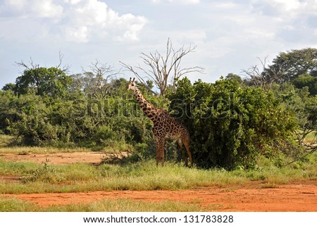 giraffe in the bush country of africa