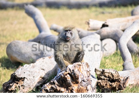 baboon family in the desert of kenya