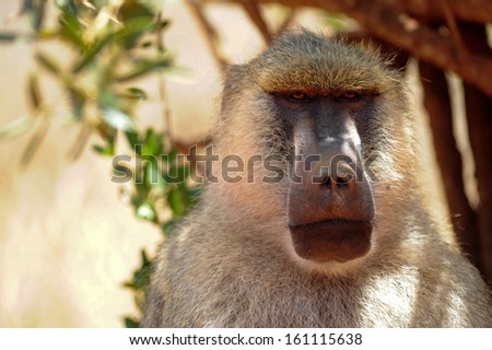 monkey on a tree in search of fruits
