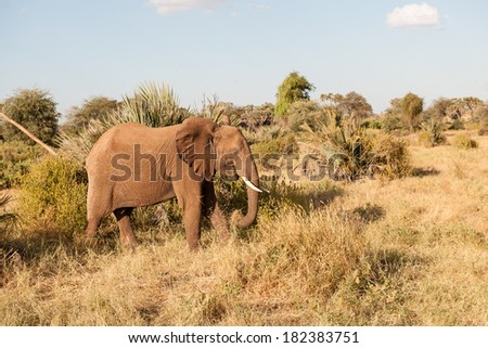 elephants in search of water