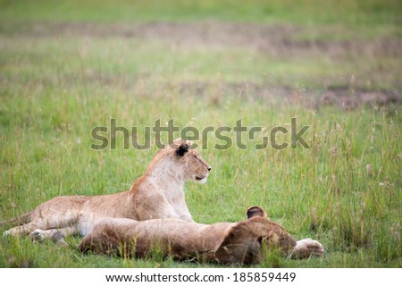 lion the king in the savannah of africa