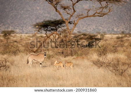 antelope in the savannah of kenya