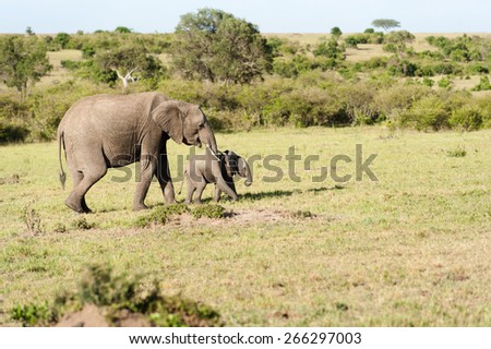 elephant mother with cub in the Masai Mara