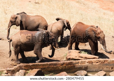 elephant in the savanna of Africa
