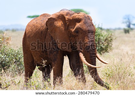 elephant in the savanna of Africa