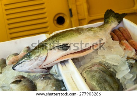 Big Fish for Sale in Brazilian Market