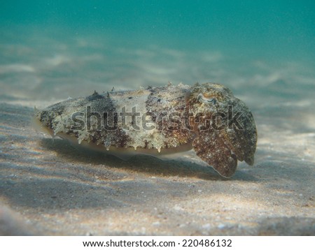 Pharaoh cuttlefish (Sepia pharaonis) underwater, tropical sea animal