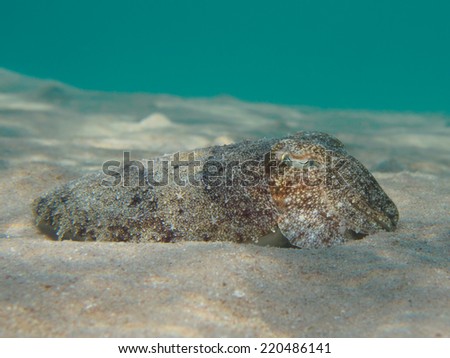 Pharaoh cuttlefish (Sepia pharaonis)  at sand sea bottom underwater, Red Sea, Egypt