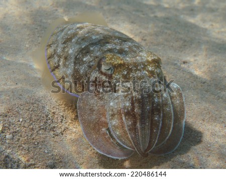 Pharaoh cuttlefish (Sepia pharaonis) swims underwater, tropical ocean creature, focus on eyes