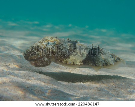 Pharaoh cuttlefish (Sepia pharaonis)  swimming over sand sea bottom underwater