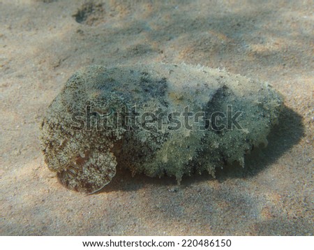 Pharaoh cuttlefish (Sepia pharaonis)  at sand ocean floor underwater
