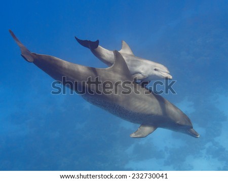 Pair (parent and child) wild bottlenose dolphins swimming in the deep blue sea near coral reef