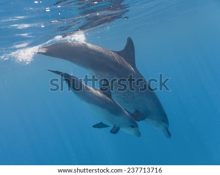 Cute baby dolphin playing with mother in the blue water of tropical sea