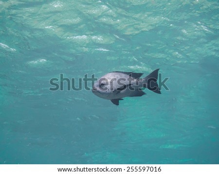 Turquoise water surface with black and white snapper, underwater background, wallpaper