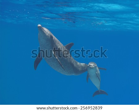 Two dolphins (cute baby and mother) swimming underwater in the blue tropical ocean