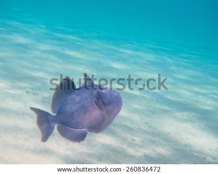 Blue triggerfish fish swimming over ocean sand bottom, underwater tropical paradise background, selective focus on eye, shallow depth of field