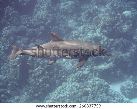 Bottlenose dolphins (baby and mother) swimming over the coral reef in the tropical ocean underwater, selective focus