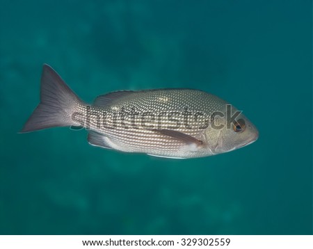 Two-spot red snapper fish in the sea underwater (Twinspot snapper, Lutjanus bohar)