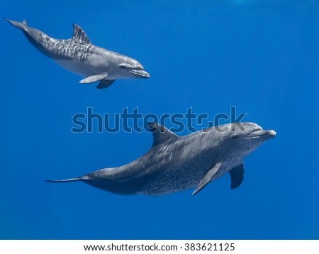 Dolphins family (baby and mother) swimming in water of the blue tropical sea