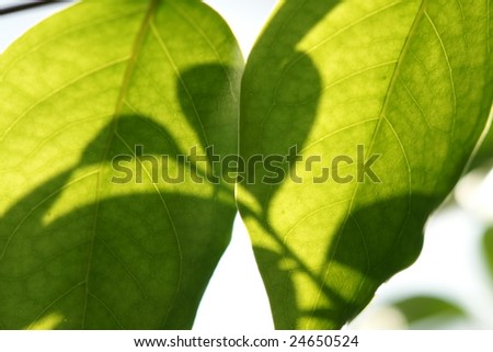 A leaf with back-lighting background