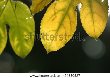 A leaf with back-lighting background