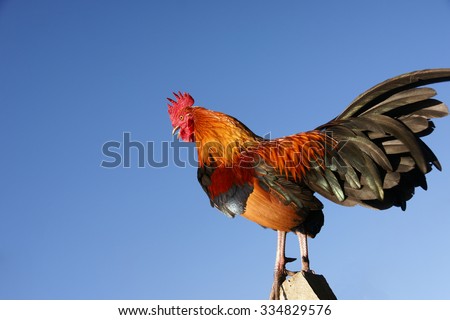 colorful  chicken  standing in blue background