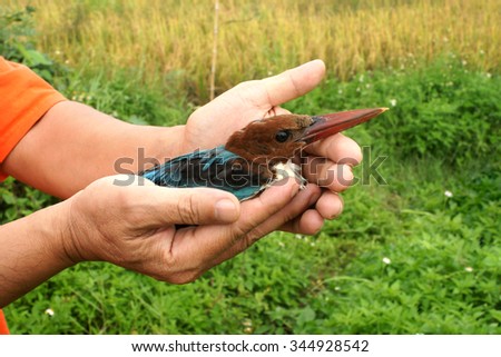 bird in hands