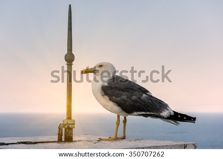 Sea gull isolated at the concrete fence with lightning rod in soft sunlight, natural animal background