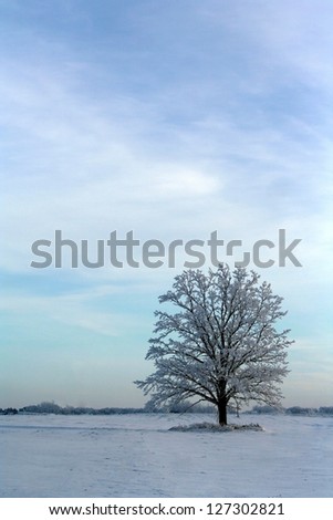 Winter tree in the snowy field with sky