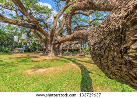 big samara saman (Rain tree, East indian walnut) tree